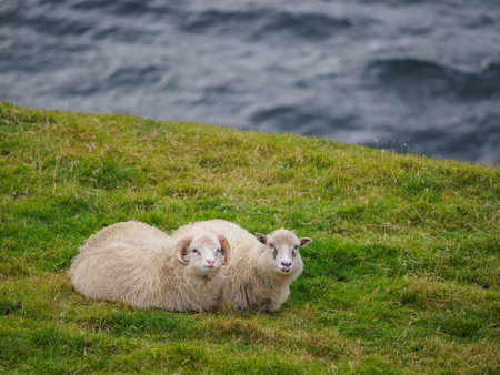 Faroe sheep on on Faroe Islands. It is an autonomous territory within the Kingdom of Denmark. Europe.の写真素材