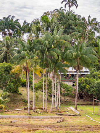 View of the jungle on the bank of the Amazon River, Amazonia. Selva on the border of Brazil and Peru. South America.の写真素材