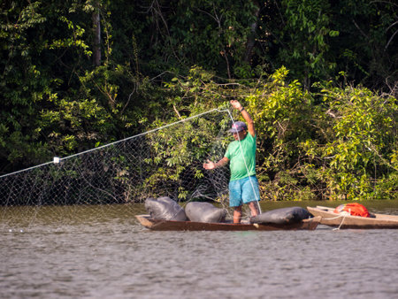 Paumari, Brazil - Dec 2019: A local inhabitant of the tropical Amazon rainforest, fishing with a net from a small wooden boat. Amazon. Latin America.のeditorial素材