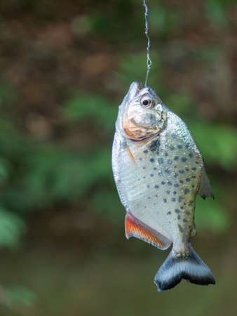 Small piranha in of the Amazon River, Brazil. Amazon. South Americaの写真素材