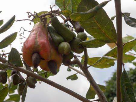 Cashew nuts on the tree in the Amazon rainforest - anacardium, are a genus of flowering plants in the family Anacardiaceae, native to tropical regions of the Americas. Amazon. South Americaの写真素材