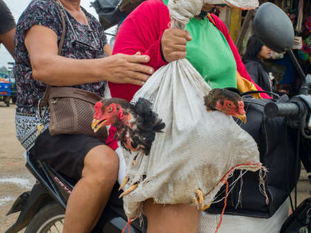 Tabatinga, Brazil - Sep 11, 2017: Peruvian woman carrying the alive hens on the motor, bazaar near the port at Amazon riverのeditorial素材