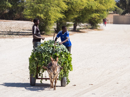 Senegal, Africa- Feb, 2019: Two man coming back from the field and using donkey cart, It is a popular transportation way in Africaのeditorial素材