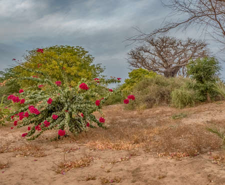 Single baobabs and other plant on the African steppe during dry season. Trees of happiness, Senegal. Africa.の写真素材