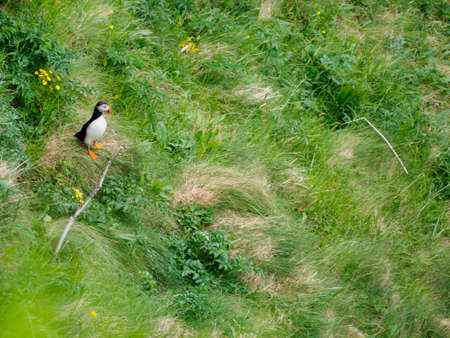 The Atlantic puffin (Fratercula arctica), also known as the common puffin, is a species of sea bird in the Alk family. It is the only puffin that is native to the Atlantic Ocean. Met on Faroe Islandsの写真素材