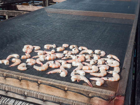 Shrimps (with flies walking on them) are dried on specially prepared nets in the Seram Sea in...
