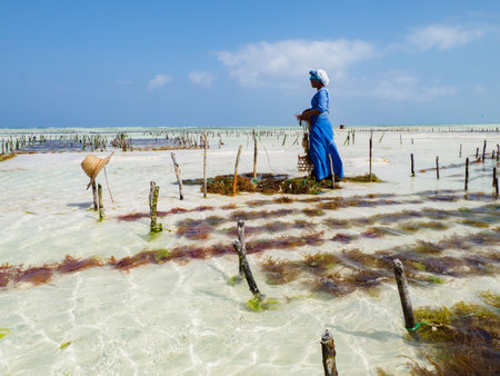 Paje, Zanzibar - Jan, 2021: Woman in traditional dress is working on the seaweed plantation in the in the waters of the Indian Ocean. Tanzania, Africaのeditorial素材