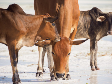 Brown cows on the on tropical beach near Paje in Zanzibar coast during low tide. Indian Ocean in the background. Tanzania. Africaの写真素材