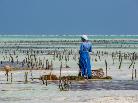 Paje, Zanzibar - Jan, 2021: Woman in traditional dress is working on the seaweed plantation in the in the waters of the Indian Ocean. Tanzania, Africaのeditorial素材
