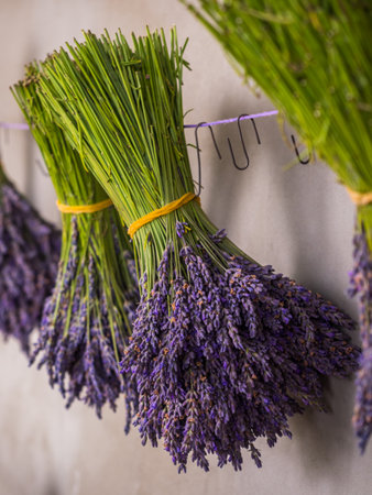Hanging bunches of purple lavender. Poland. Europe