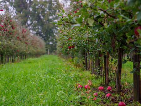 A fruit orchard with plenty of big red, juicy apple. . Poland. Europe