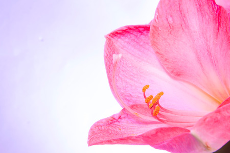 amaryllis on violet gradient background  