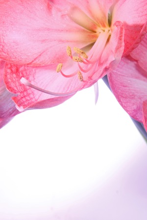 amaryllis on violet gradient background の写真素材
