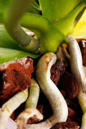 macro photo of  growing up orchid roots の写真素材