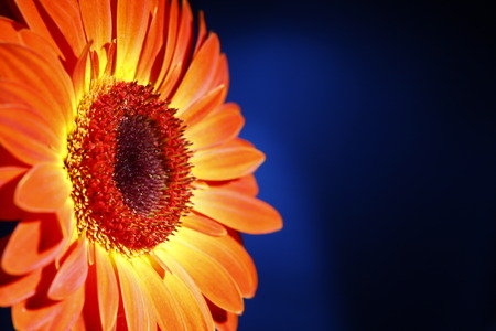 orange daisy on dark gradient blue background. carving. の写真素材