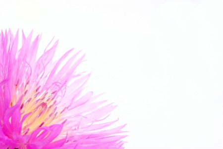 thistle thorn flower on white backgroundの写真素材