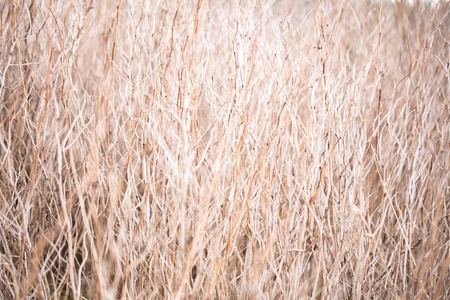 pattern of spring bush/ wallpaperの写真素材