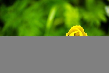 yellow tulip summerの写真素材