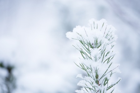 winterの写真素材
