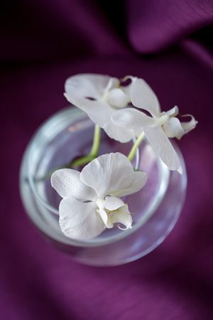 white flower orchidの写真素材