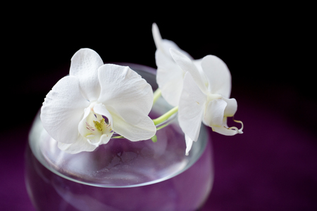 white flower orchidの写真素材