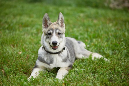 Siberian dog. West Siberian Laikaの写真素材