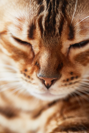 bengal cat closeの写真素材