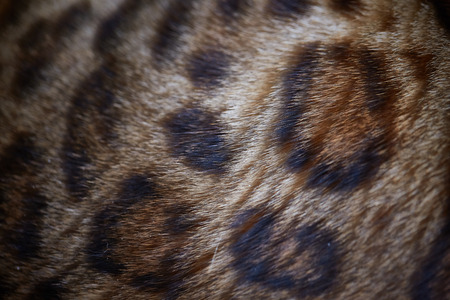 bengal cat closeの写真素材