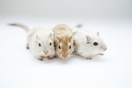 Hamsters isolated on white background. Close up of a group of pets.