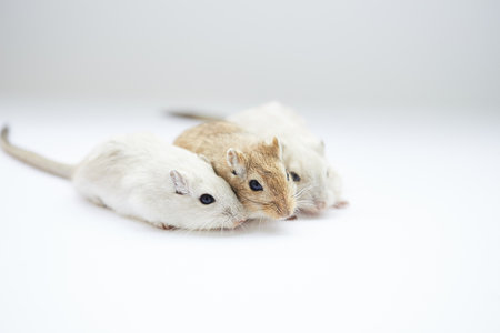 Hamsters isolated on a white background. Close-up shot.の写真素材