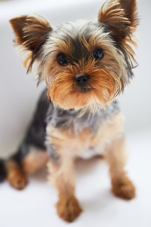 Yorkshire Terrier puppy on a white background. Small depth of field.の写真素材
