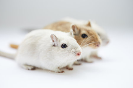 Hamster and rat on white background. Animal theme. Isolated.の写真素材