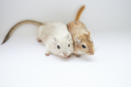 Hamster family isolated on white background with copy space for text.