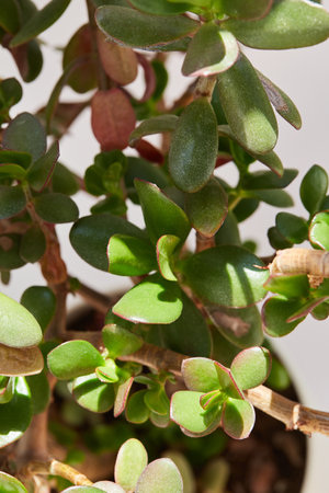 Succulent plants in pot on white background. Close up.の写真素材