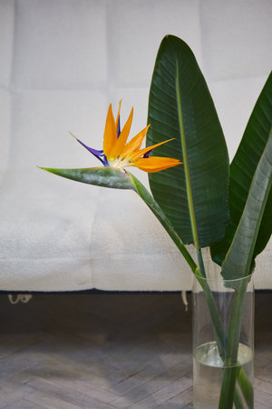Bird of paradise flower, Strelitzia reginae.の写真素材