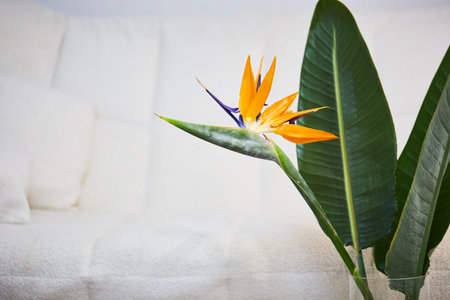 Strelitzia reginae or Bird of Paradise flower on sofaの写真素材