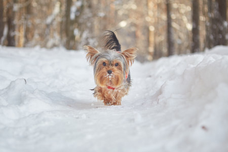 Yorkshire Terrier running in the snow in the forest in winterの写真素材