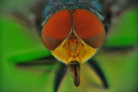 Explore the fascinating world of extreme macro photography with our captivating images of domestic flies. Witness intricate details, vibrant colors, and mesmerizing textures.の写真素材