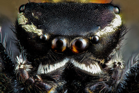 Delve into the mesmerizing world of extreme macro photography with our captivating images of black...