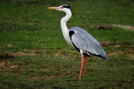 grey heron (Ardea cinerea) is a long-legged wading bird of the heron family - captured at Yala National Park Sri Lanka.の写真素材