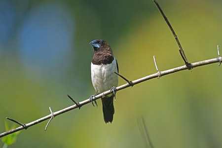 white-rumped munia (Lonchura striata) against nice green blurred background - bird photography at Galle Sri Lanka.の写真素材