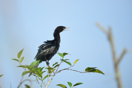 Little Cormorant (Microcarbo niger) on a branch of a tree with mouth open - captured at Wakwella Sri...