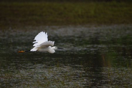 Little egret flying over the flooded paddy field after a heavy rain at Wakwella Galle Sri Lanka.の写真素材