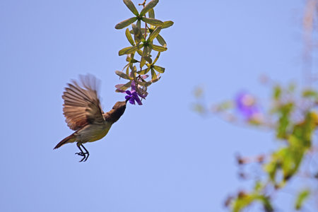 Purple rumped sunbird female sucking nectar hovering on air - Bird photography at Galle Sri Lanka.の写真素材