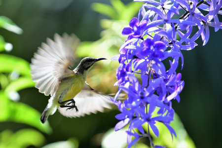Purple rumped sunbird female hovering in front of a flower attempting to suck nectar with its long beak.の写真素材