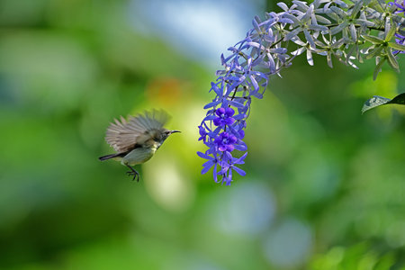 Sunbird in flight in front of a flower aiming to suck nectar - captured at Galle Sri Lanka.の写真素材