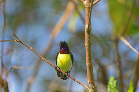 purple-rumped sunbird, Like other sunbirds, they are small in size, feeding mainly on nectar but sometimes take insects, particularly when feeding young.の写真素材