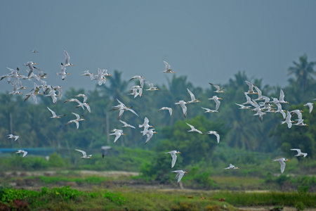 Large flock of small gulls in flight captured at Puttalam Sri Lanka.の写真素材