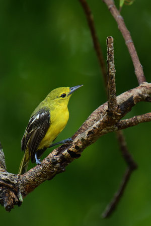 The yellow bird in the image is a common iora, a small passerine bird in the iora family. It is found in tropical and subtropical Asia, from India to the Philippines.の写真素材