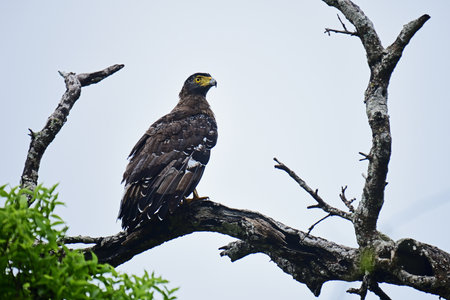 Crested Serpent Eagle captured at Yala National Park.の写真素材